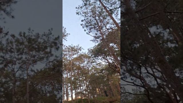 Afternoon Walk Among Tall Trees смотреть онлайн