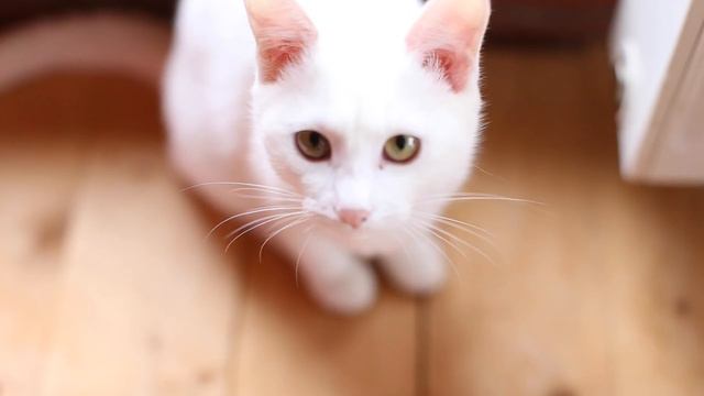 Знакомьтесь, это Буэна смотреть онлайн