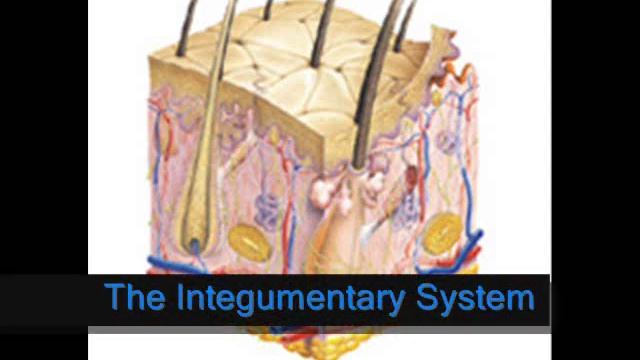 11 Systems of the Body Health Project смотреть онлайн