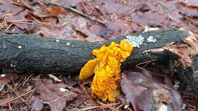 Trzęsak pomarańczowożółty (Tremella mesenterica) смотреть онлайн