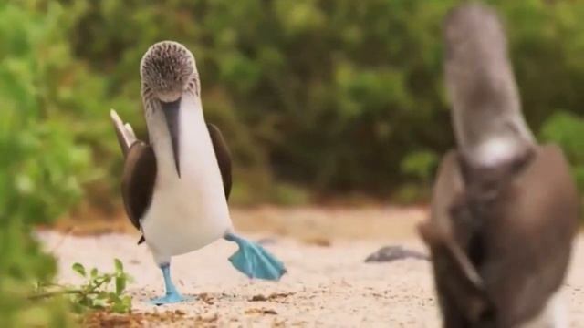 Вып.№ 101 "Всемирный День птиц" смотреть онлайн