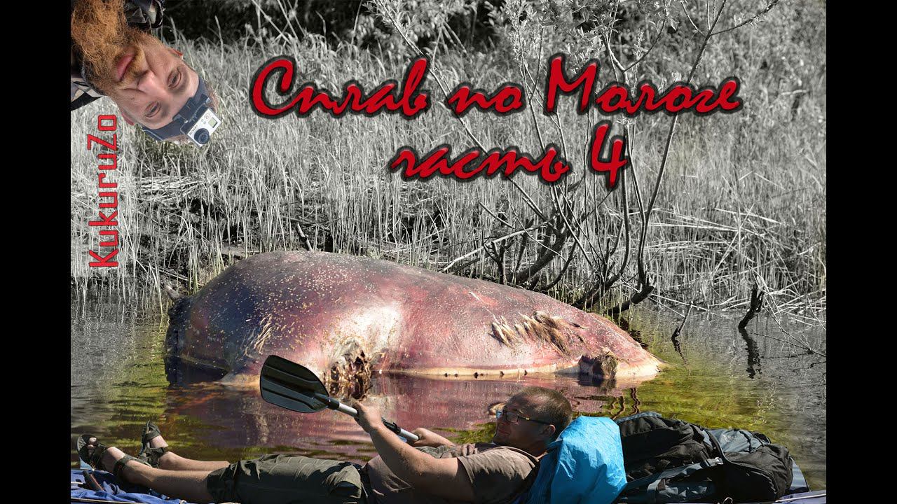 Сплав по реке Молога часть 4. Мертвый лось и хлебный голод. КукуруЗо. смотреть онлайн