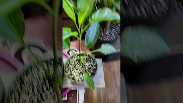 Подарки подписчиков, экзотических растений. смотреть онлайн