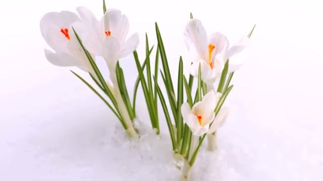 Дарите женщинам цветы!!! смотреть онлайн