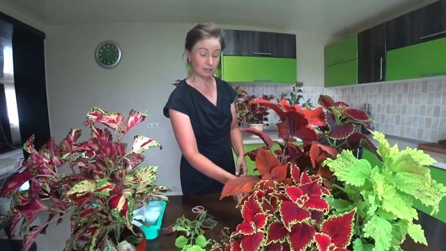 Колеусы. Размножение вегетативных колеусов черенками.