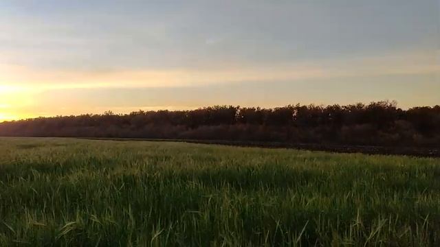 Пахота МЕТРОВОЙ массы ячменя 2021 смотреть онлайн