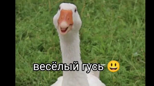 ТОП 10 СМЕШНЫХ ГУСЕЙ смотреть онлайн