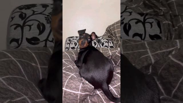 Цвергпинчер Хлоя готовится ко сну смотреть онлайн