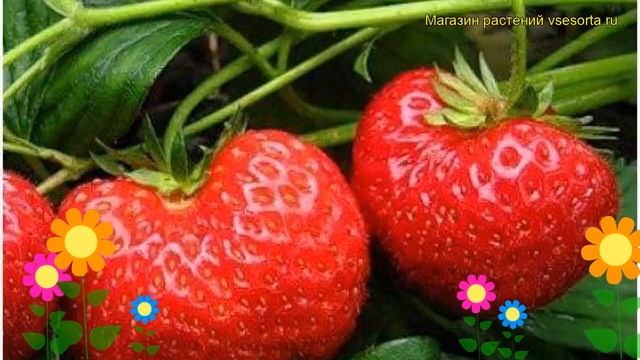 Земляника садовая Троицкая. Краткий обзор, описание характеристик fragaria ananassa Troitckaia смотреть онлайн