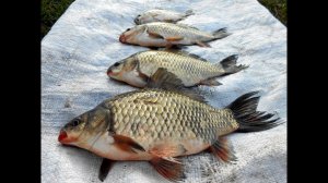 Рыбалка озеро Сунгуль .