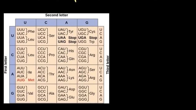 The Genetic Code- how to translate mRNA смотреть онлайн