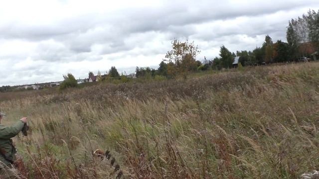 22.09.2019. Полевые испытания спаниелей по серой куропатке в Раменском охотхозяйстве.
