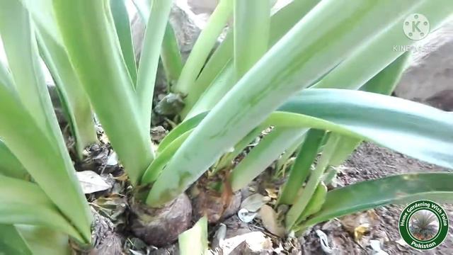 Amaryllis plant care and flowering season complete information смотреть онлайн