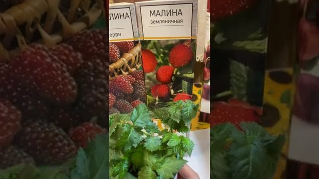 Малина земляничная тибетская (малина бриллиантовая) -- настоящее детское лакомство #shorts смотреть онлайн