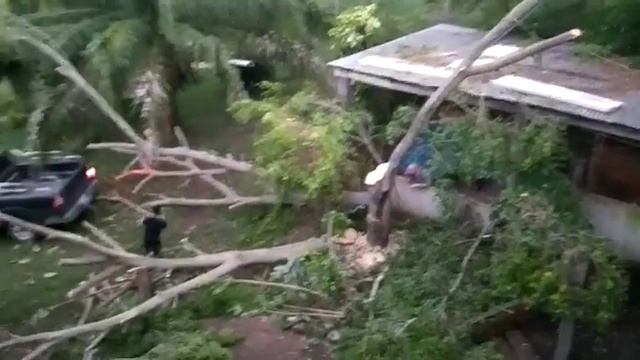 Быстро выросли деревья смотреть онлайн