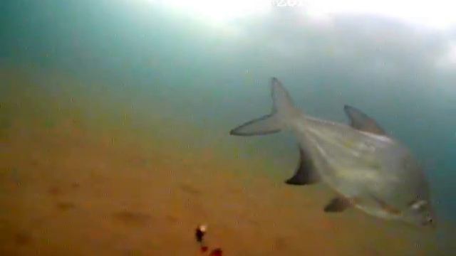 Зимняя рыбалка. Ленивый Лещ на ОВХ (О. Умовский). Съемка подо льдом. смотреть онлайн