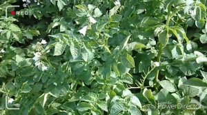 Урожайный  картофель сорт Адретта!!!