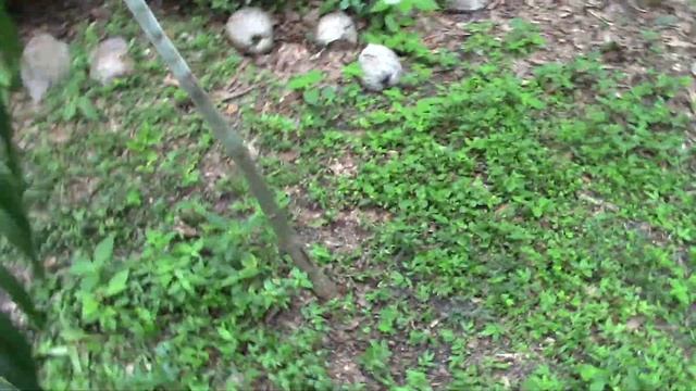 Dypsis ambositrae Palm with flower смотреть онлайн