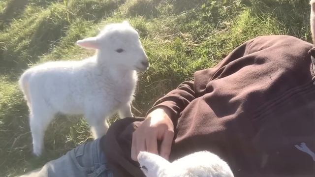 Cute Lamb Needs Attention смотреть онлайн