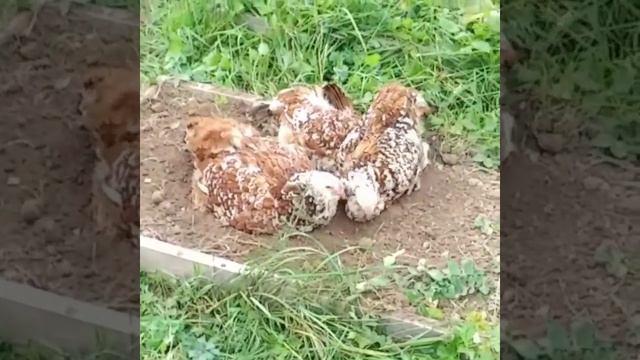 Орловская Ситцевая отдыхают))) смотреть онлайн