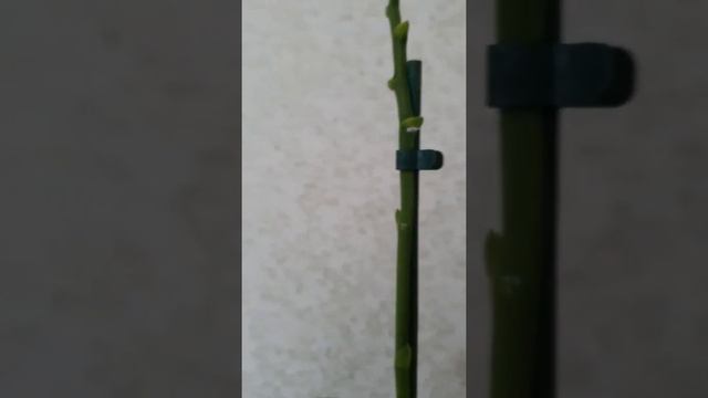 Мучнистый червец на орхидее. смотреть онлайн