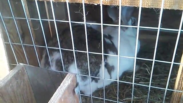 Случка кроликов калифорниец@бабочка