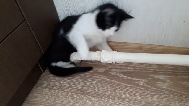 Больной котёнок Йосик уже совсем ручной и ласковый (06.03.18) смотреть онлайн