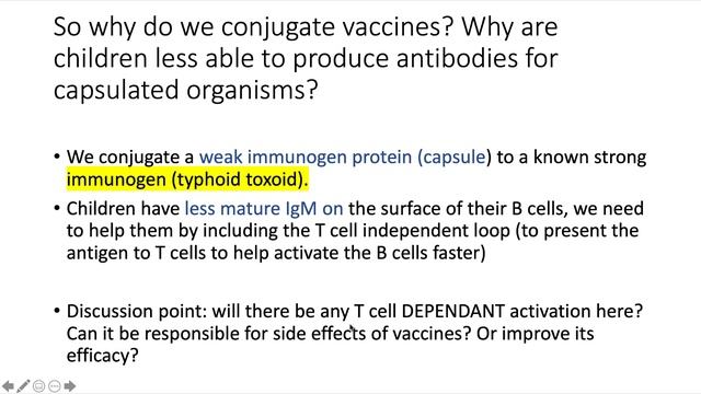 Immuno 7 regulatory and effector functions of lymphocytes смотреть онлайн