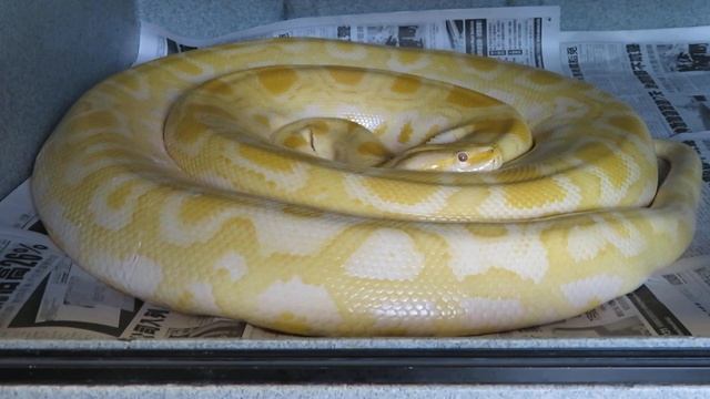 13 Foot Albino Burmese Python Sleeping Like A Baby смотреть онлайн
