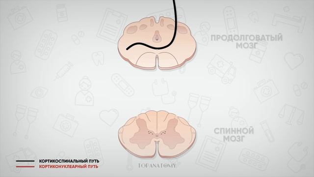 Проводящие пути #4: Пирамидная система (кортикоспинальный и кортиконуклеарный пути)