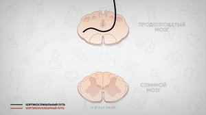 Проводящие пути #4: Пирамидная система (кортикоспинальный и кортиконуклеарный пути)