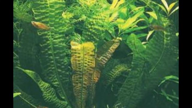 АПОНОГЕТОН (APONOGETON) сем. Апогетоновые смотреть онлайн