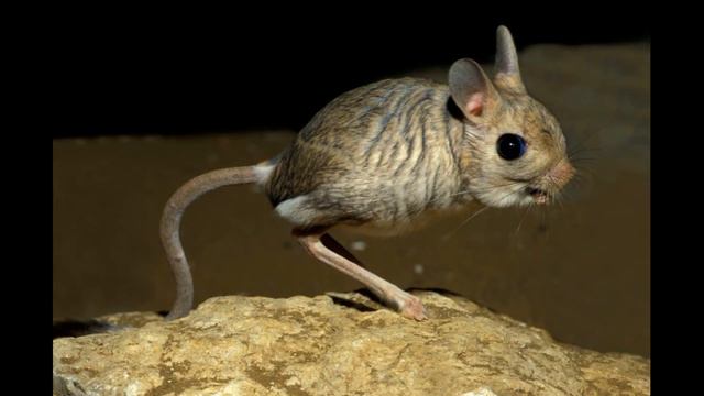 Топ необычных и удивительных животных, о существовании которых вы даже не предполагали. смотреть онлайн