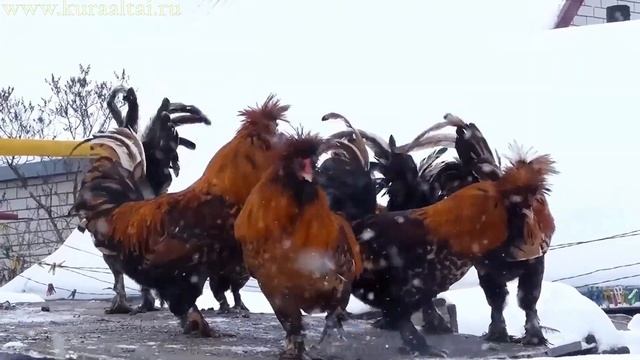 Новогодняя метель! Вальс! Павловские куры, Алтайская "Жар - Птица" #pavlovskie_chickens #Chickens смотреть онлайн