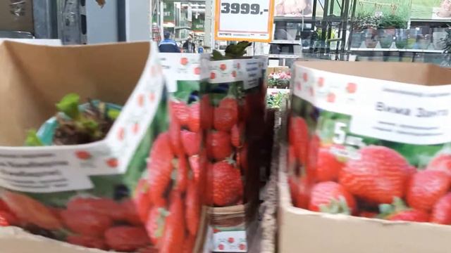 Какие новинки цветов в оби смотреть онлайн