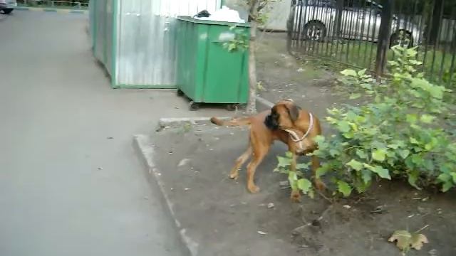 немецкий боксёр Эрго бокс Фёдор смотреть онлайн