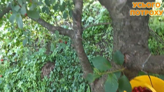 Скільки я заробив на вишнях смотреть онлайн