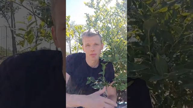 Сколько килограмм голубики можно получить с одного куста? смотреть онлайн