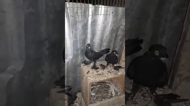 Бухарские голуби Жуки #kabutar#pigeon смотреть онлайн