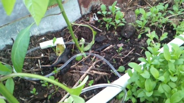 капельный полив в огуречной теплице.