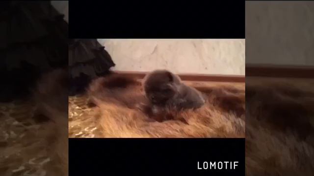 Мальчик голубого окраса смотреть онлайн
