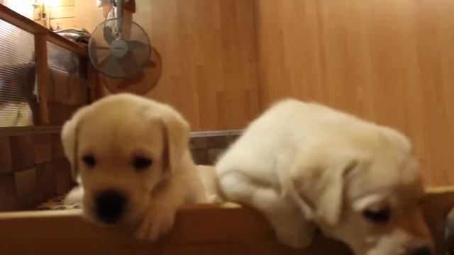 Щенки лабрадора в 1,5 мес. смотреть онлайн