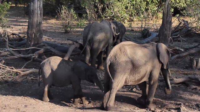 MICROLIGHT OVER THE VICTORIA FALLS ZAMBIA смотреть онлайн