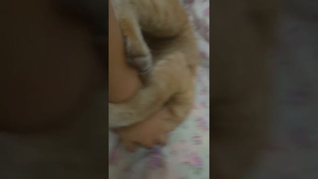 Рыжое говно кусает меня смотреть онлайн