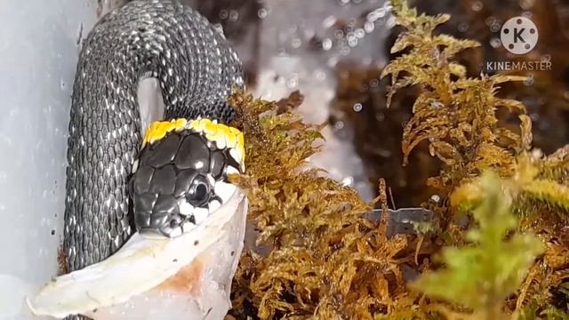 Кормление ужа обыкновенного рыбой.уж обыкновенный.Содержание ужа обыкновенного.