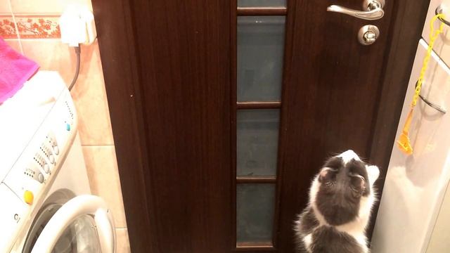 Умный кот сам открывает дверь ванной. Скрытая камера смотреть онлайн
