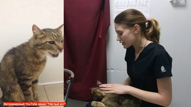 Этот кот едва мог дышать, но помощь подоспела вовремя... Рекомендуем к просмотру!!! смотреть онлайн