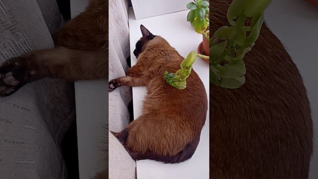 Cat Music sleeps on the windowsill. смотреть онлайн