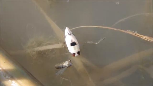 ONE STUCK PADDLE смотреть онлайн