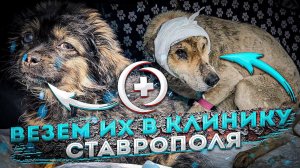Тимошку и Тайфуна везем в Ставрополь.Папа собрал огромный дом для кошек.